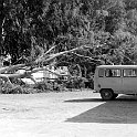 151965 tripoli albero cadutocasa san giuseppe